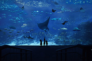 S.E.A. Aquarium